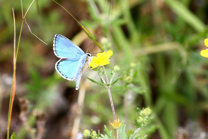 Lycaena dispar e altri licenidi.